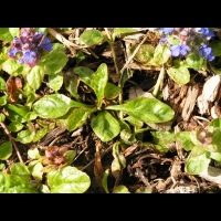 Bugle, Ajuga reptans (fam Labiees) (Europe, Asie centrale) (4)
